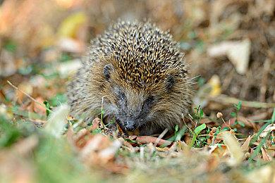 《堕落之主》CEO：为“现代玩家”开发游戏等于自掘坟墓